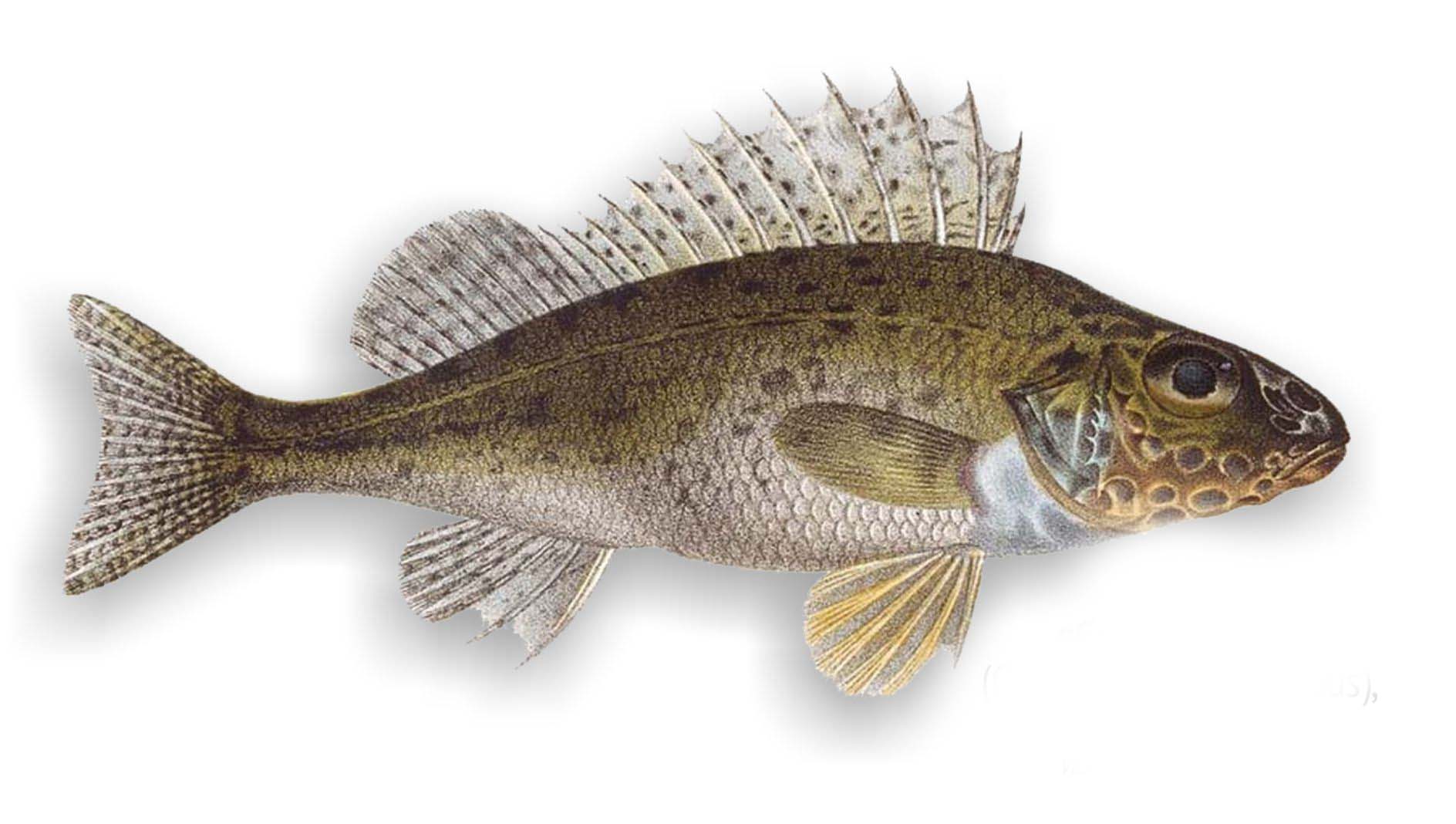 Рыбы Ленинградской области рыбы Ленинградской области
