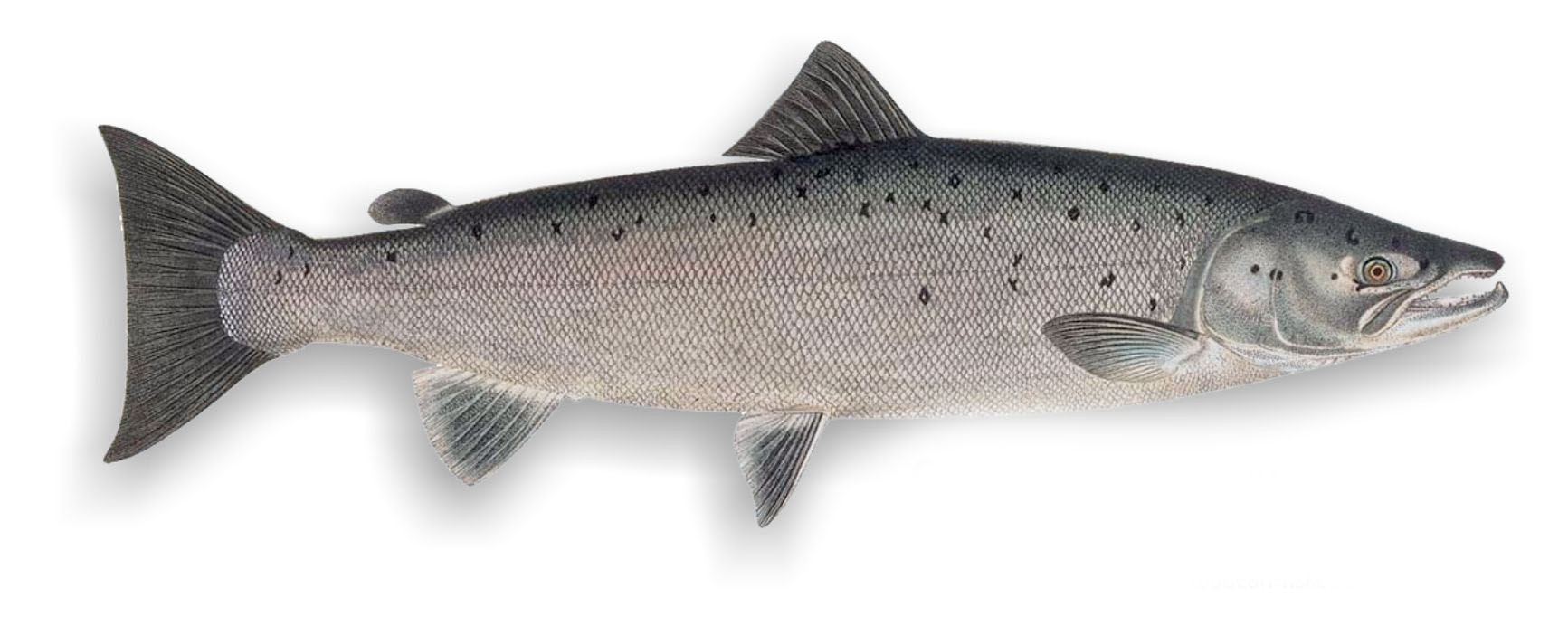 Сёмга или атлантический лосось